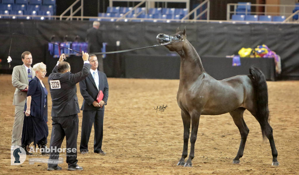 Arabian National Breeder Finals - 2017
