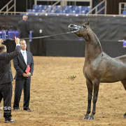 Arabian National Breeder Finals - 2017
