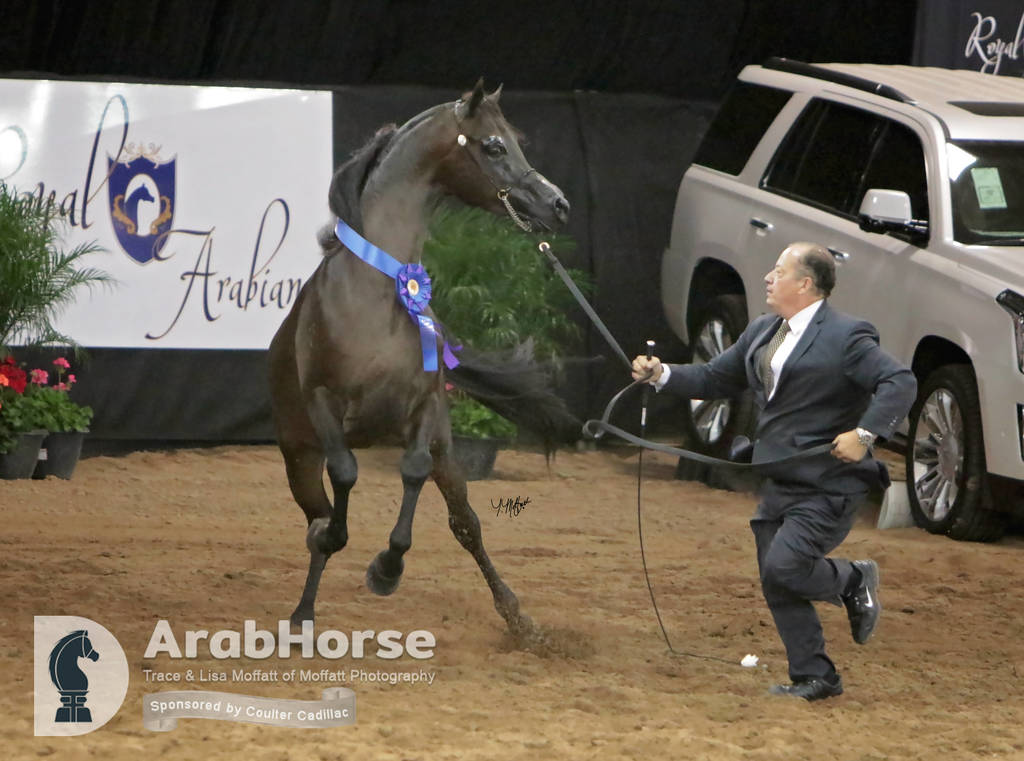 Arabian National Breeder Finals - 2017