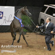 Arabian National Breeder Finals - 2017