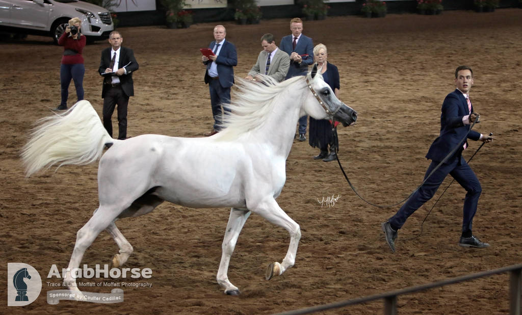 Arabian National Breeder Finals - 2017