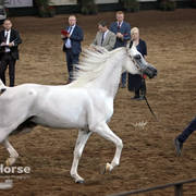 Arabian National Breeder Finals - 2017