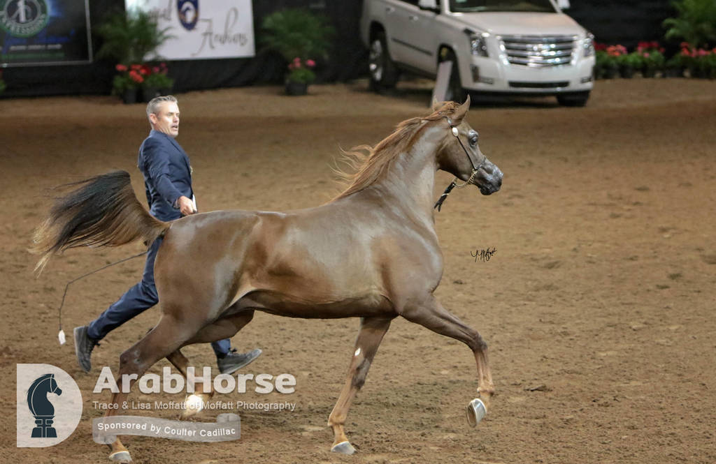 Arabian National Breeder Finals - 2017