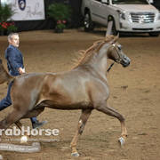 Arabian National Breeder Finals - 2017