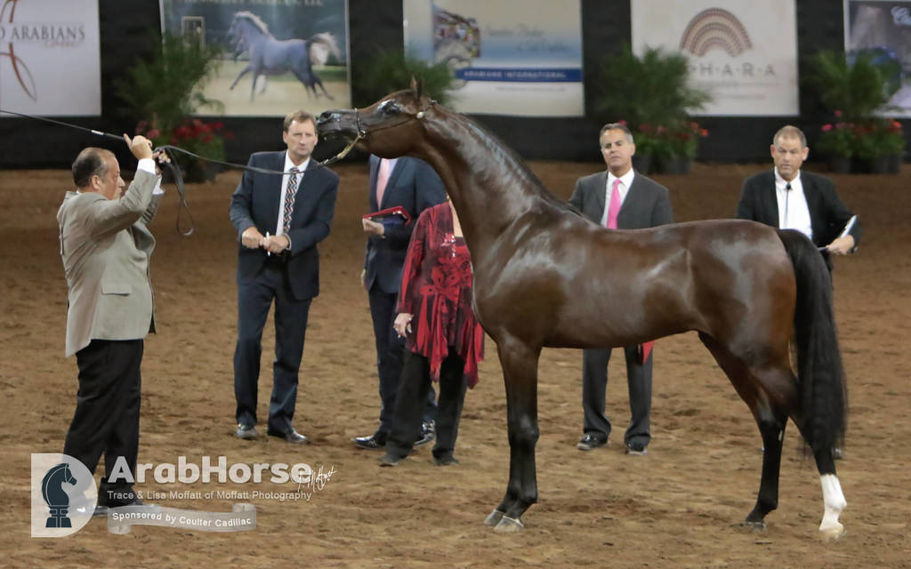 Arabian National Breeder Finals - 2017