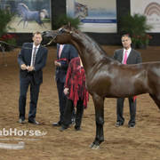 Arabian National Breeder Finals - 2017