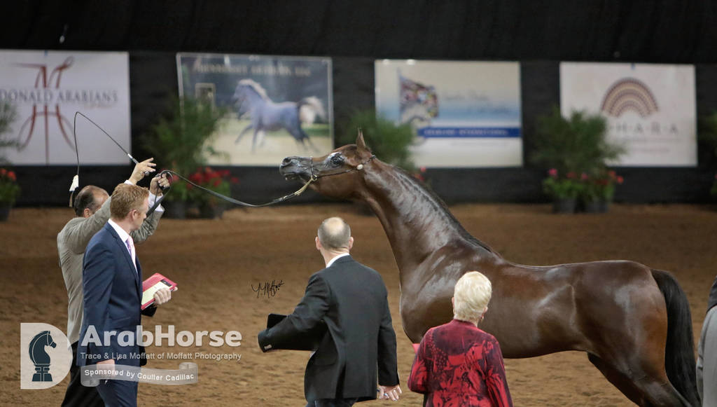 Arabian National Breeder Finals - 2017
