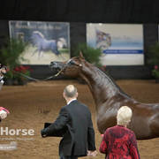 Arabian National Breeder Finals - 2017