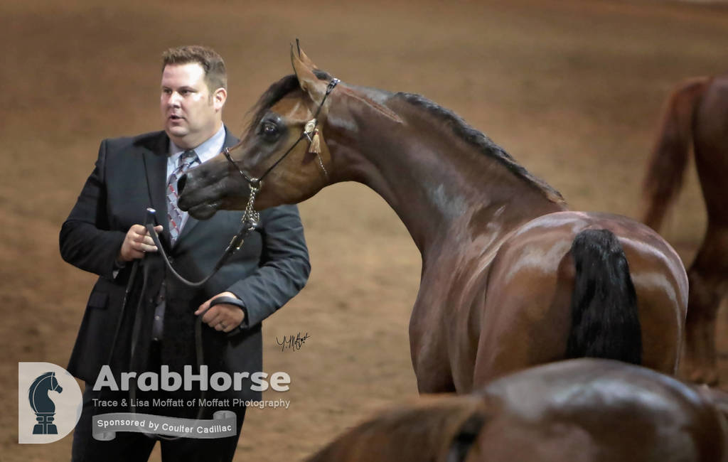 Arabian National Breeder Finals - 2017