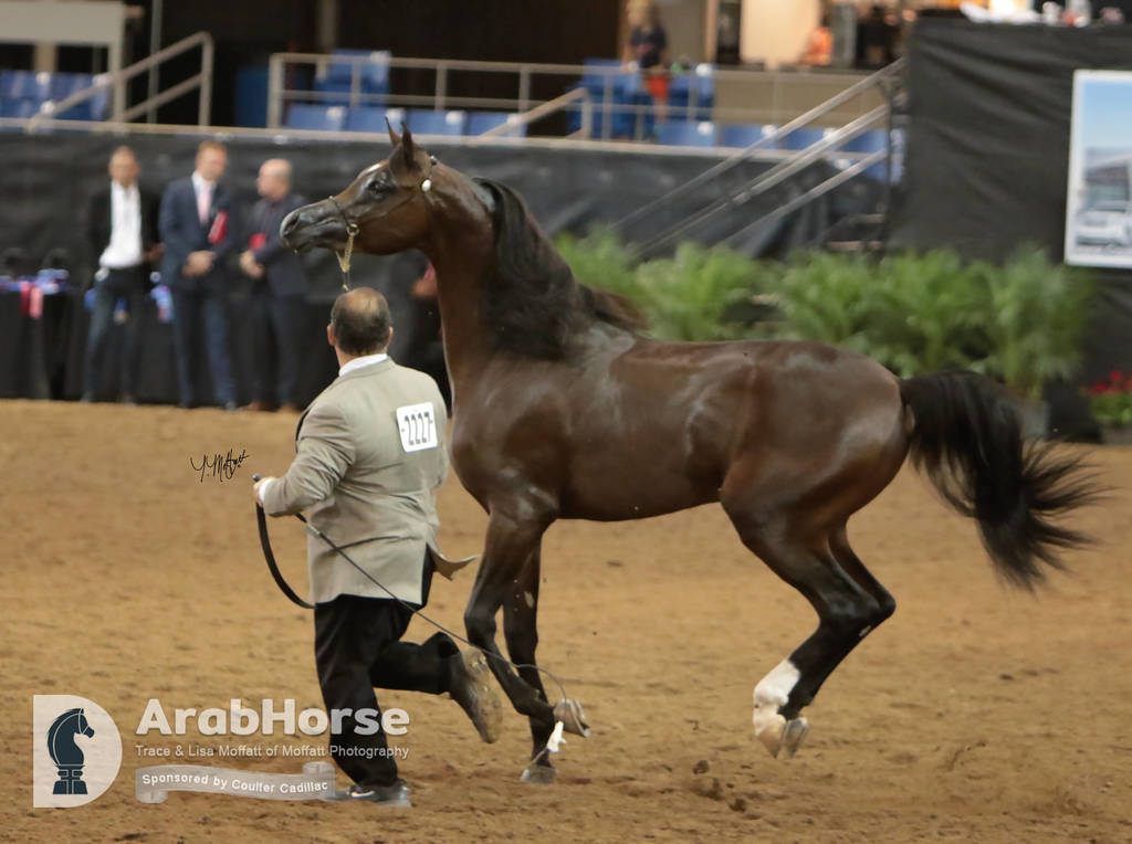 Arabian National Breeder Finals - 2017