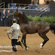 Arabian National Breeder Finals - 2017