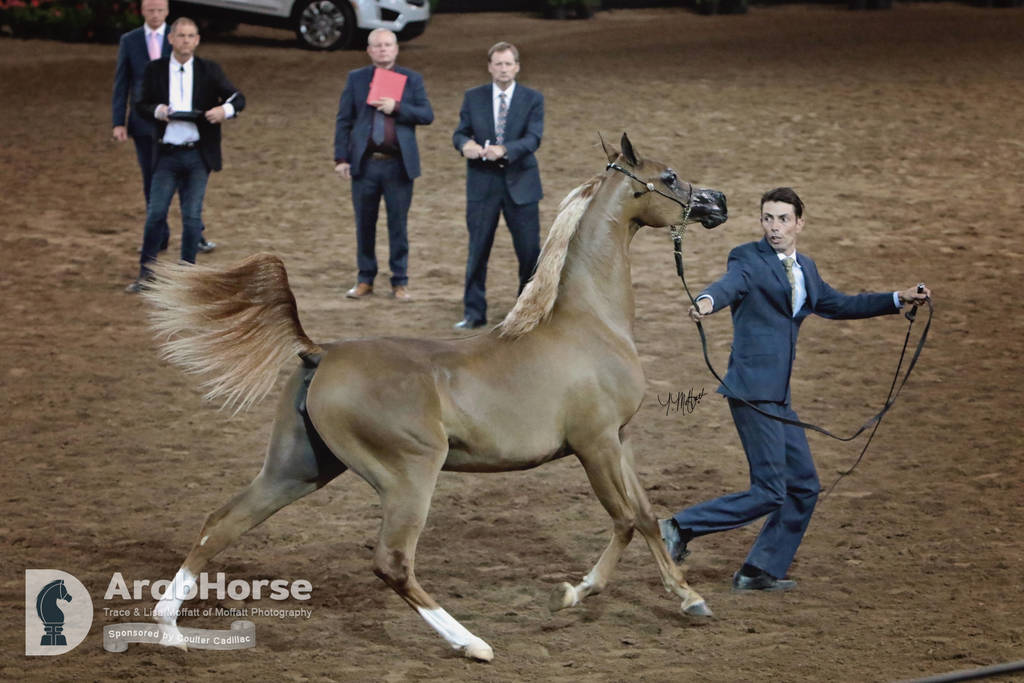 Arabian National Breeder Finals - 2017