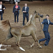 Arabian National Breeder Finals - 2017