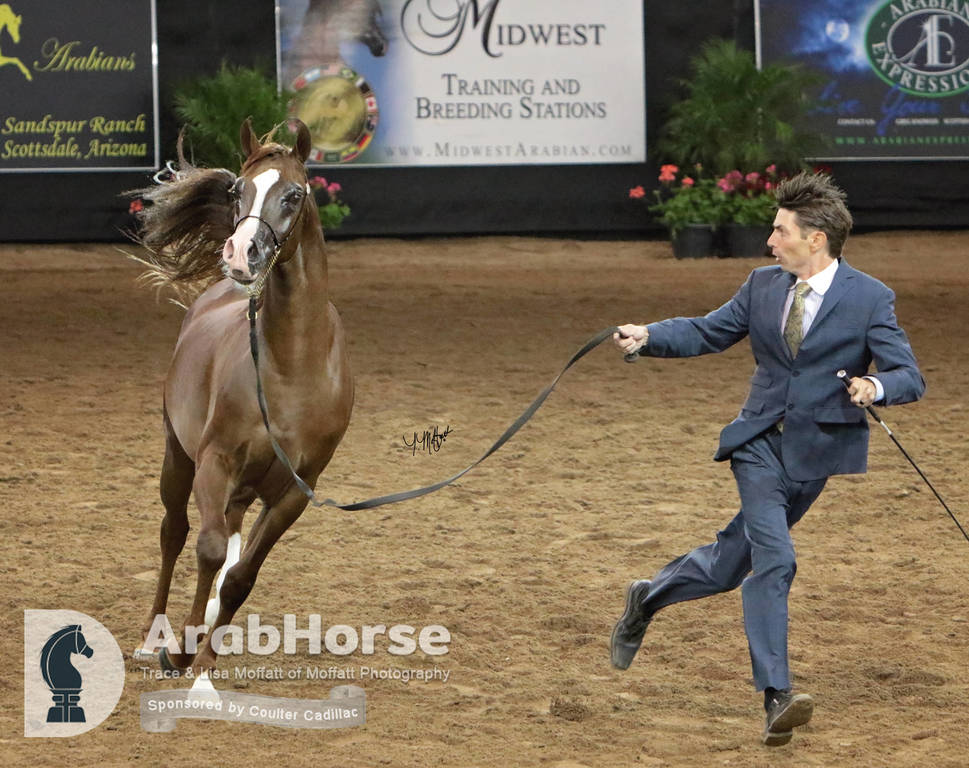 Arabian National Breeder Finals - 2017