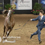 Arabian National Breeder Finals - 2017