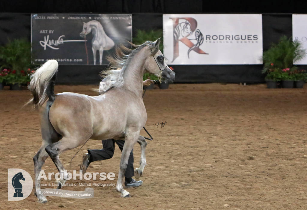 Arabian National Breeder Finals - 2017