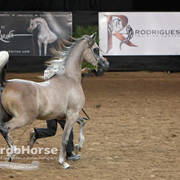 Arabian National Breeder Finals - 2017