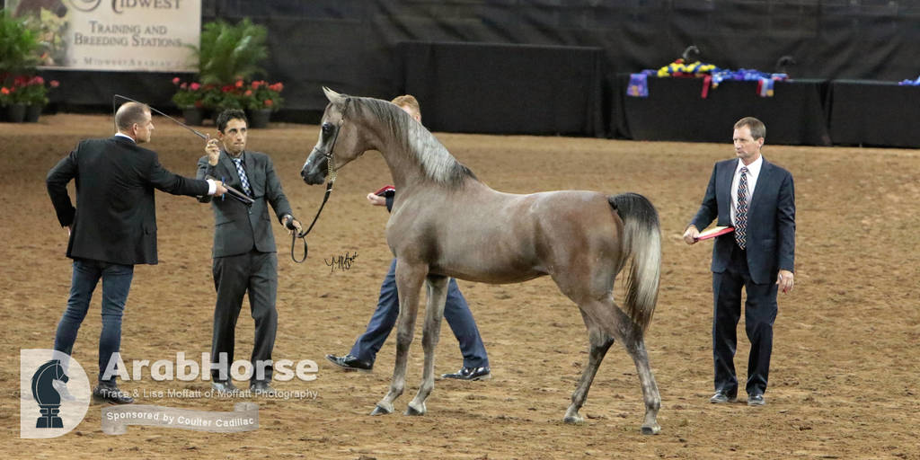 Arabian National Breeder Finals - 2017