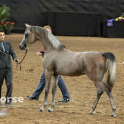 Arabian National Breeder Finals - 2017