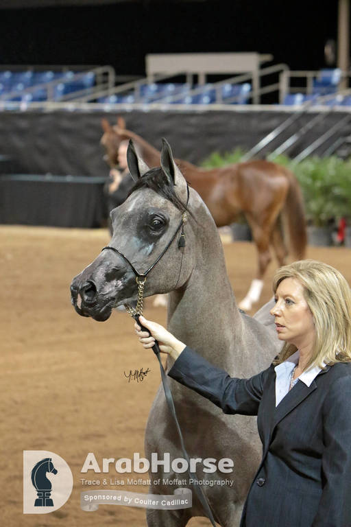 Arabian National Breeder Finals - 2017