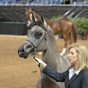 Arabian National Breeder Finals - 2017