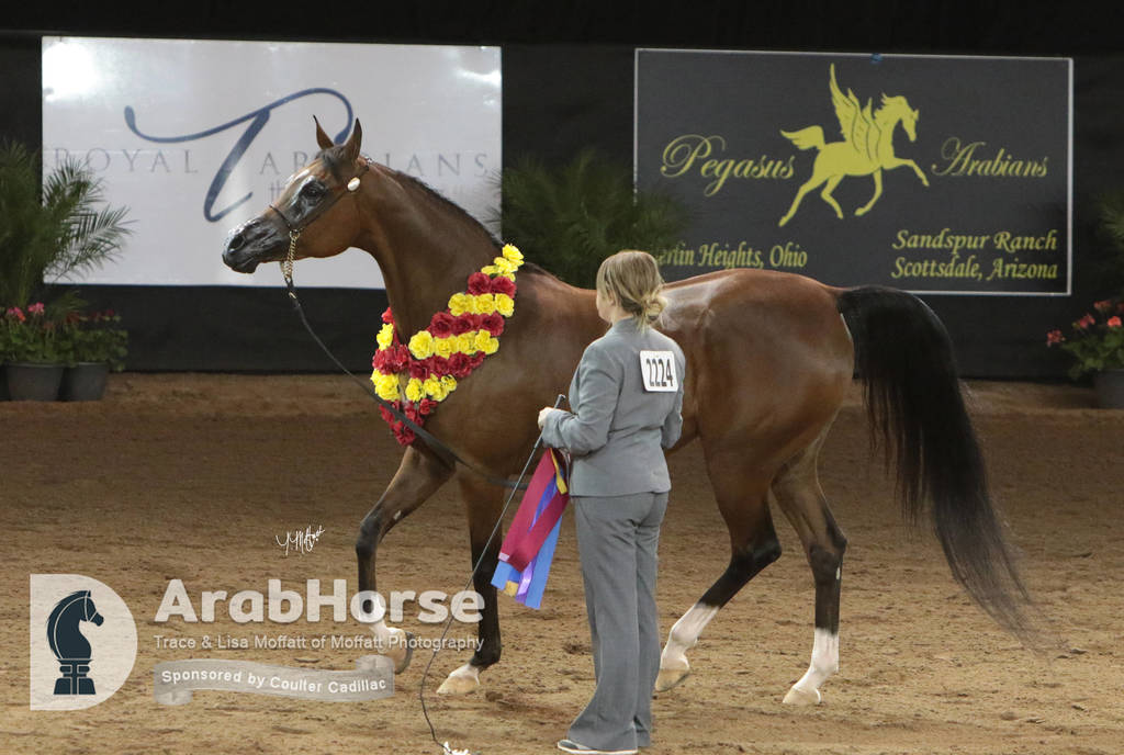 Arabian National Breeder Finals - 2017