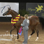 Arabian National Breeder Finals - 2017