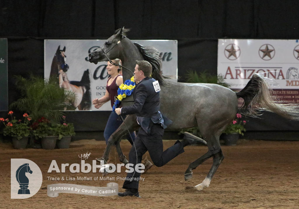 Arabian National Breeder Finals - 2017