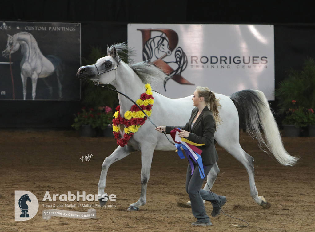Arabian National Breeder Finals - 2017