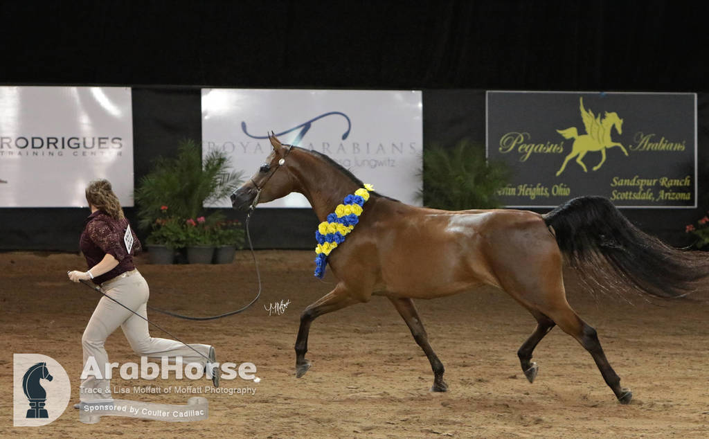 Arabian National Breeder Finals - 2017