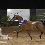 Arabian National Breeder Finals - 2017