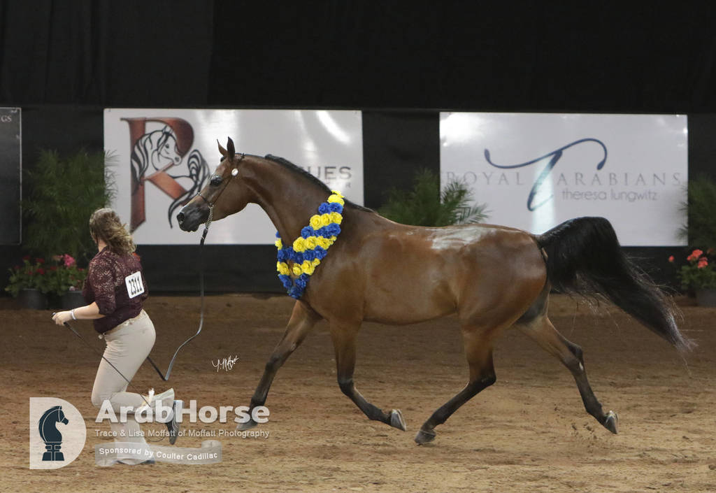 Arabian National Breeder Finals - 2017