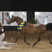 Arabian National Breeder Finals - 2017