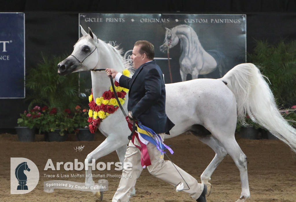 Arabian National Breeder Finals - 2017