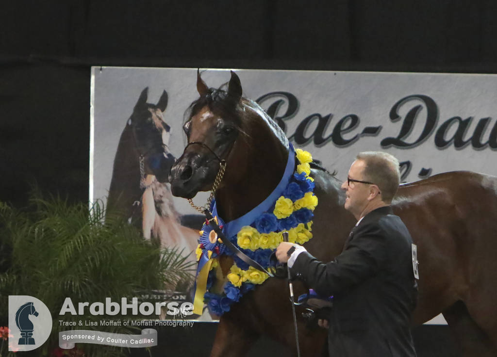 Arabian National Breeder Finals - 2017