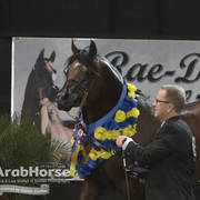 Arabian National Breeder Finals - 2017