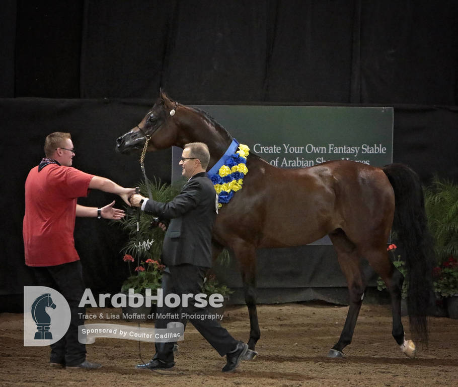 Arabian National Breeder Finals - 2017