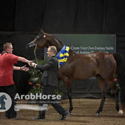 Arabian National Breeder Finals - 2017