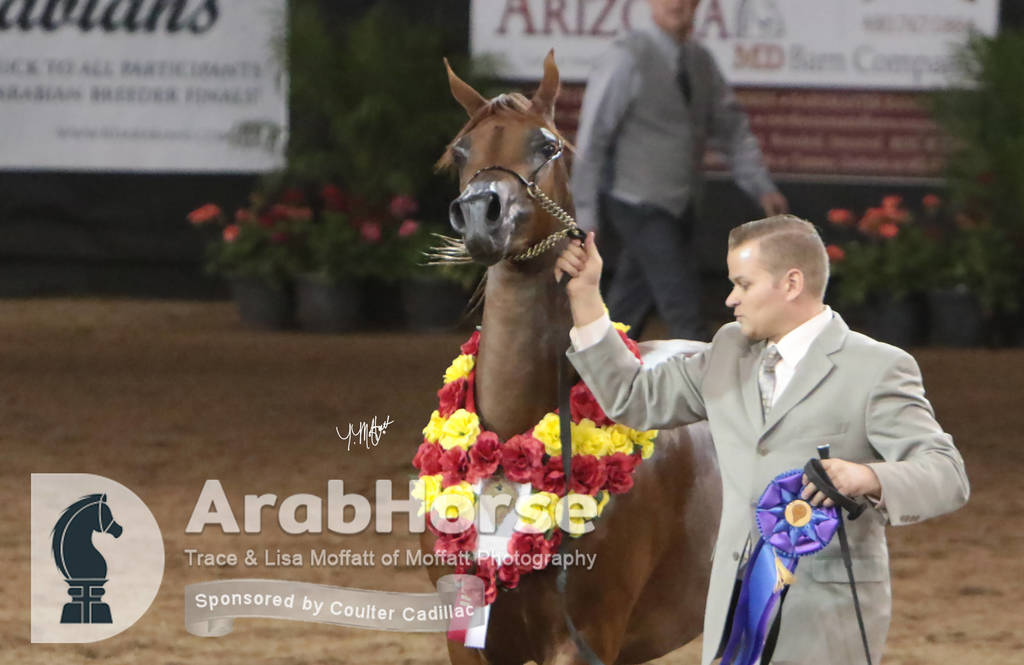 Arabian National Breeder Finals - 2017