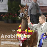 Arabian National Breeder Finals - 2017