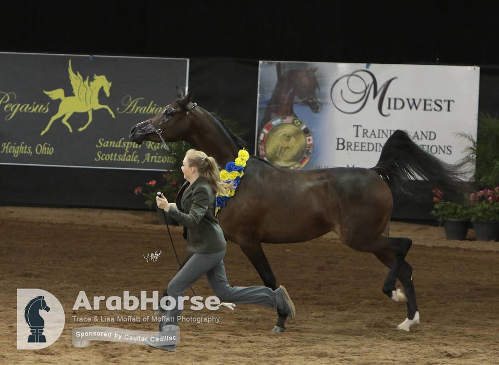 Arabian National Breeder Finals - 2017