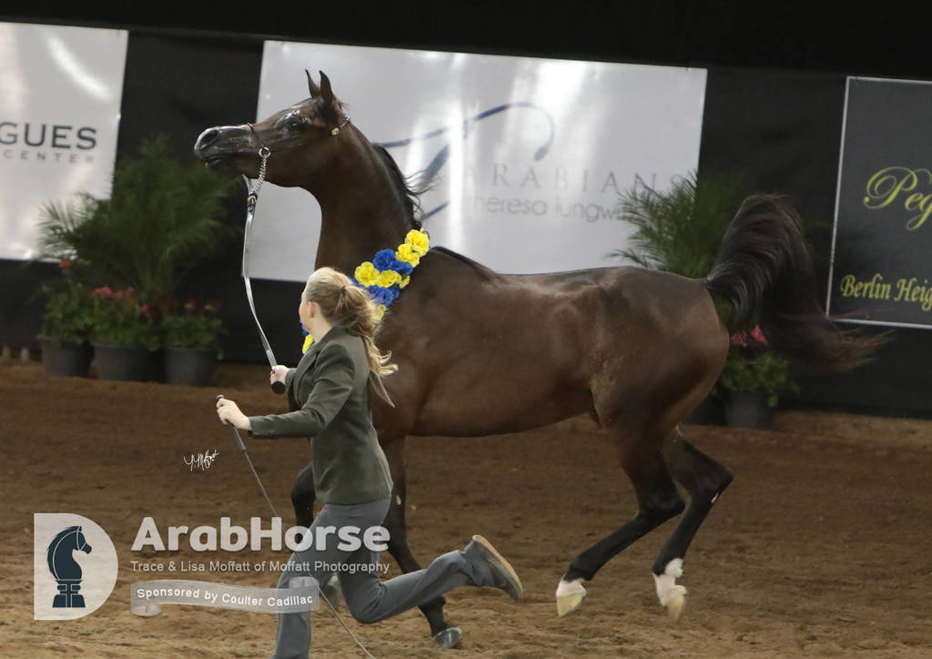 Arabian National Breeder Finals - 2017