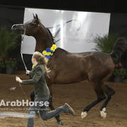 Arabian National Breeder Finals - 2017