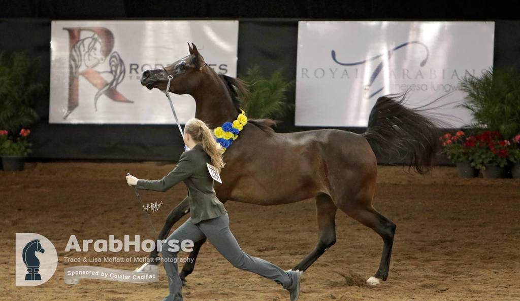 Arabian National Breeder Finals - 2017