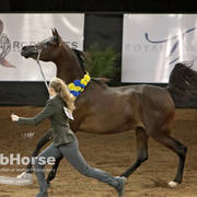 Arabian National Breeder Finals - 2017