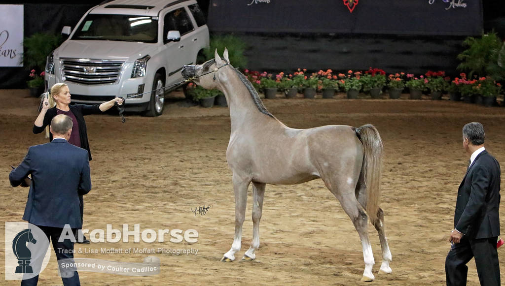 Arabian National Breeder Finals - 2017