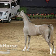 Arabian National Breeder Finals - 2017