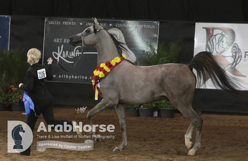 Arabian National Breeder Finals - 2017