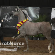 Arabian National Breeder Finals - 2017