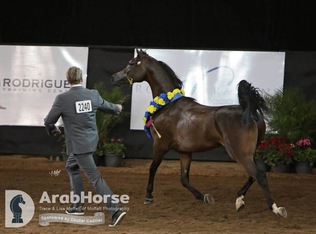 Arabian National Breeder Finals - 2017
